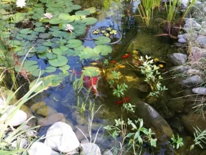 Draper Koi Paradise