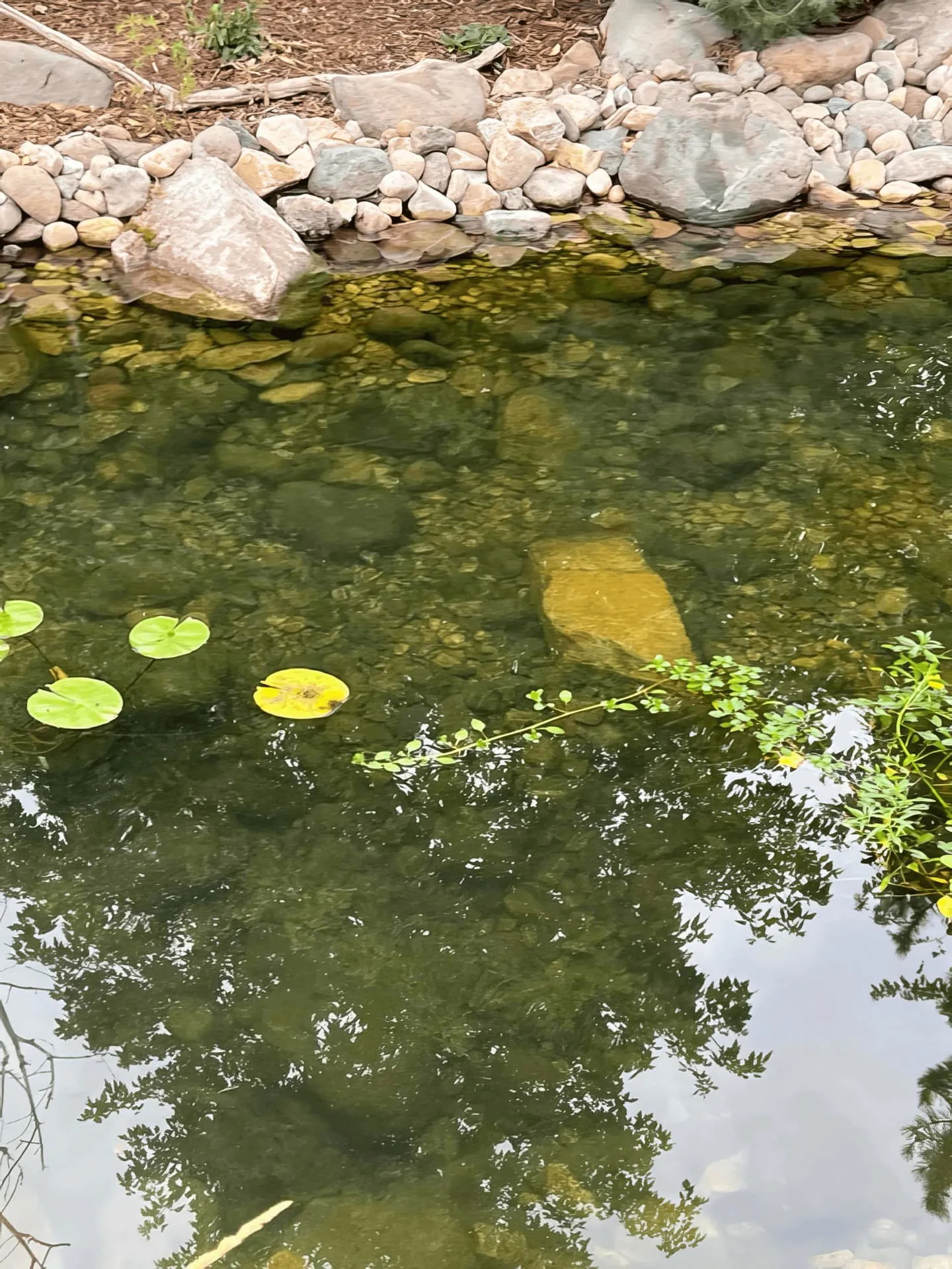 Sandy Water Garden