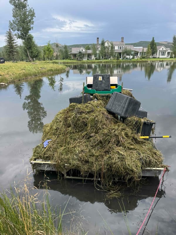 Removed aquatic growth piled on a work platform on the Park City pond