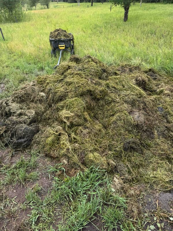 Pile of removed submerged aquatic growth on the bank beside a collection cart