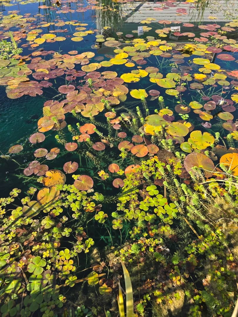 Tiered koi pond with sandstone coping in Salt Lake City's Avenues neighborhood