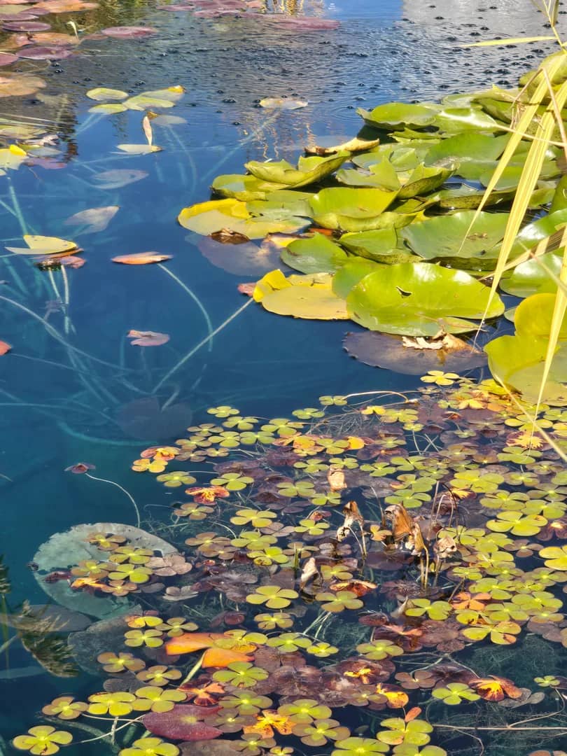 Technician vacuuming a koi pond near Liberty Park in Salt Lake City