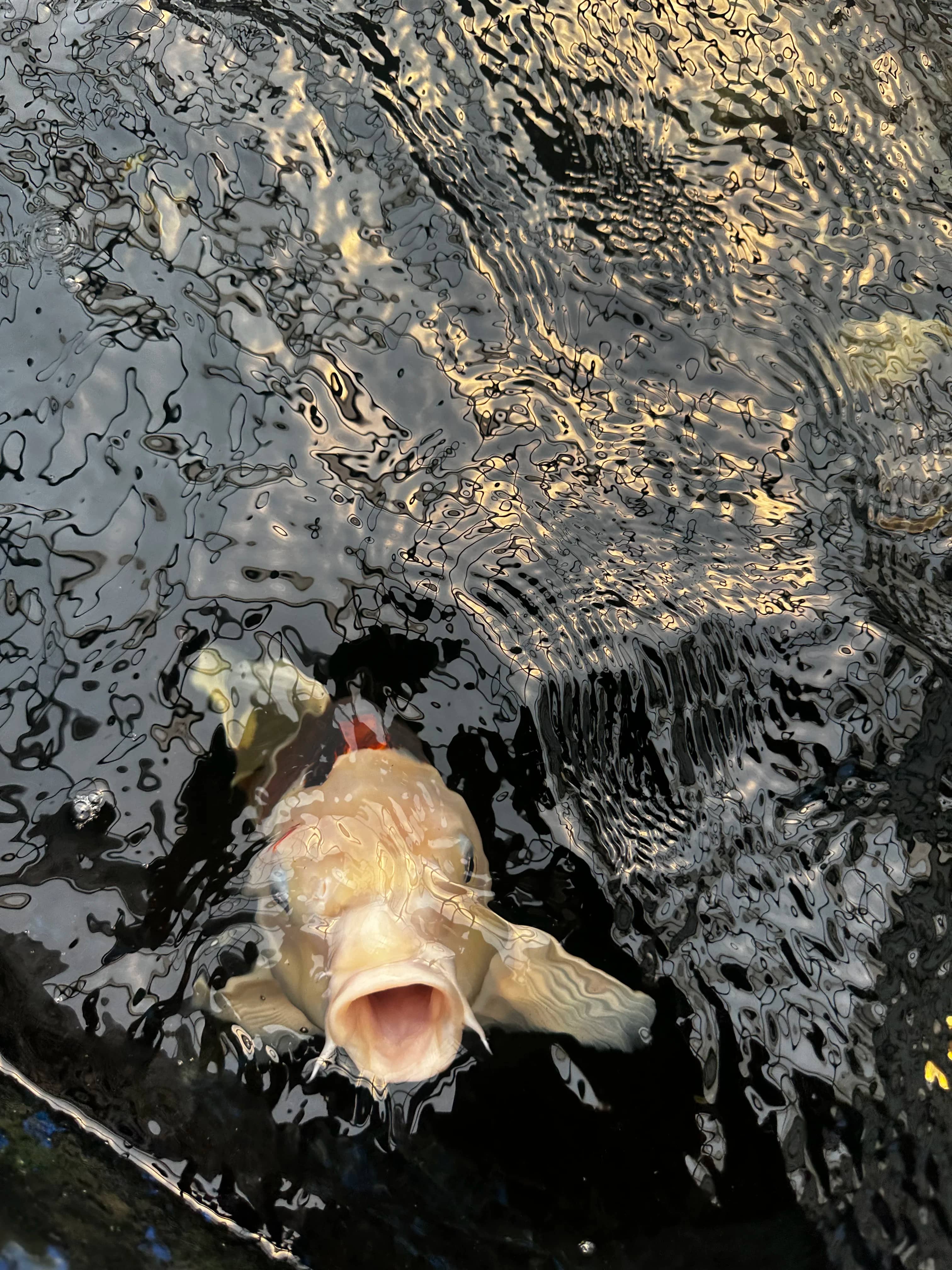 Koi & Goldfish