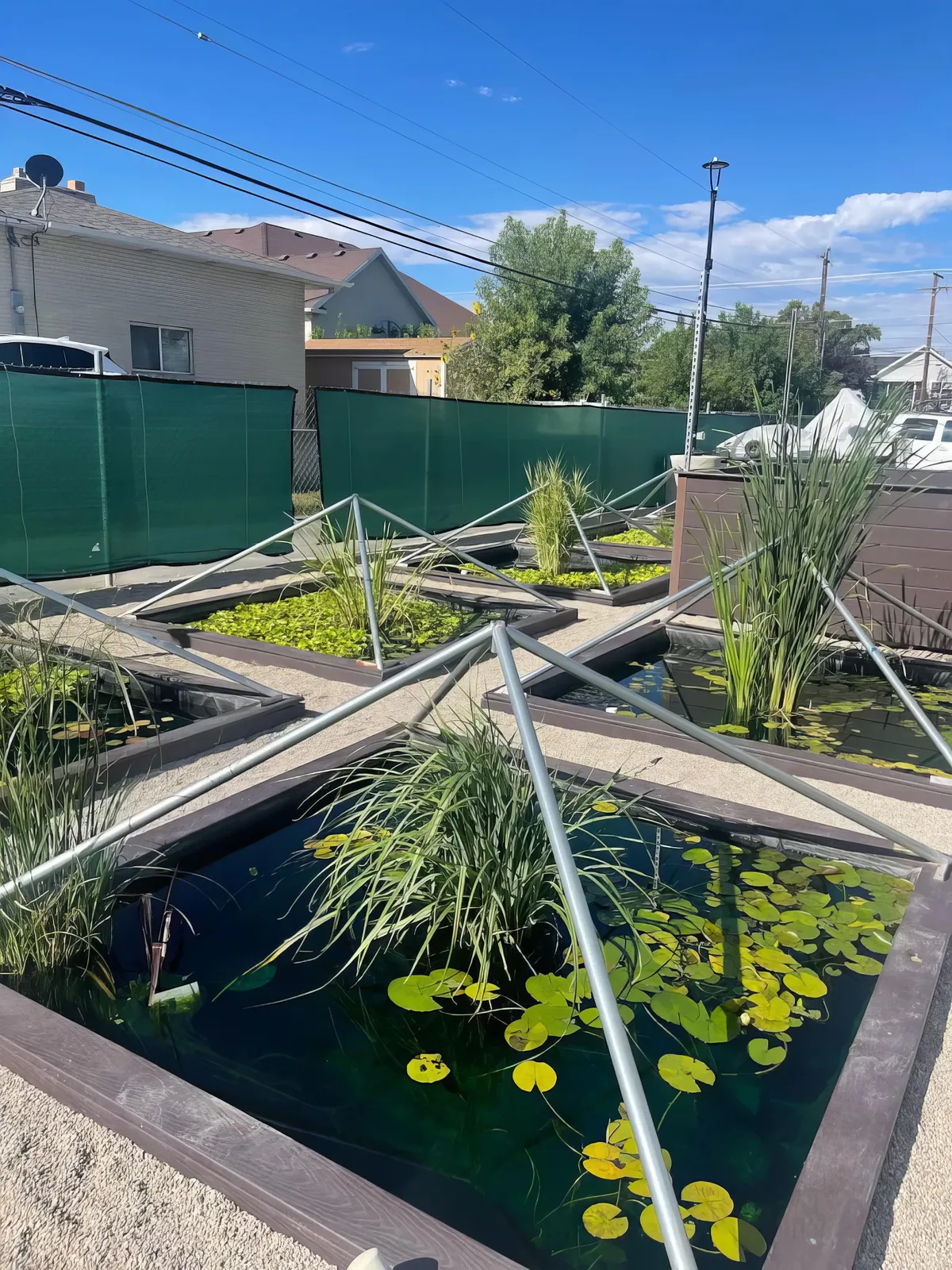 Best Aquatic Plants for Utah Ponds