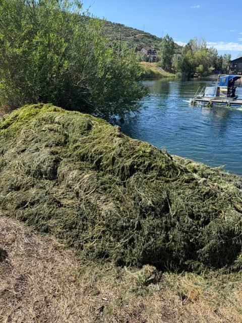 Harvested aquatic vegetation piled on the shoreline beside a pond