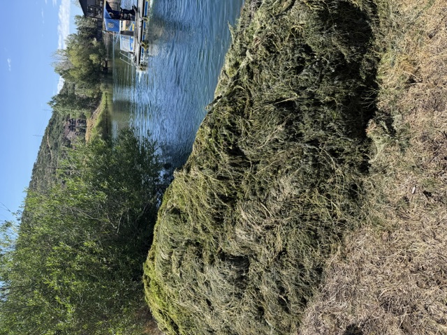 Harvested aquatic vegetation piled on the shoreline beside a pond