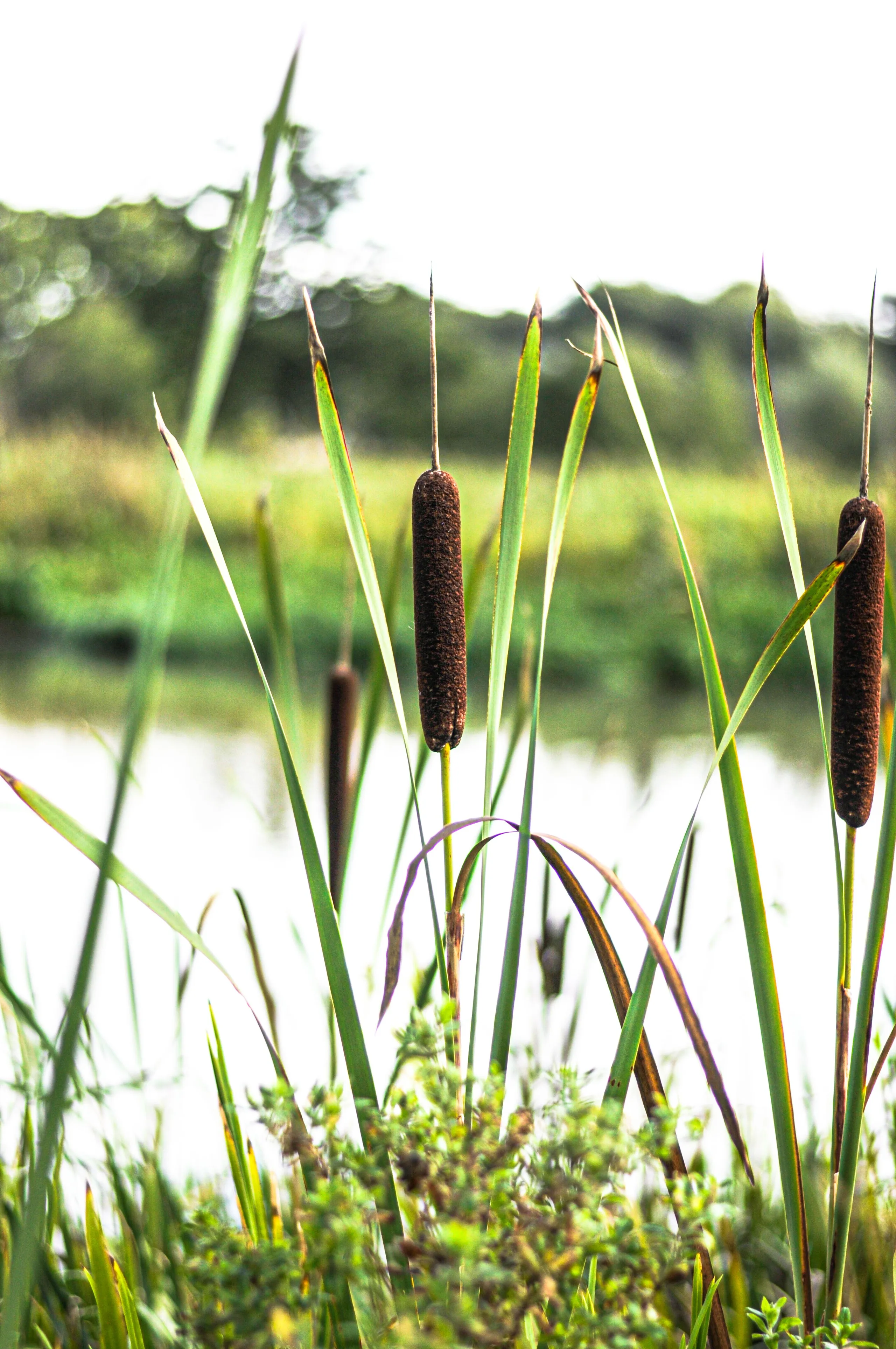 Overgrown cattails being mechanically cleared from a managed Utah pond shoreline
