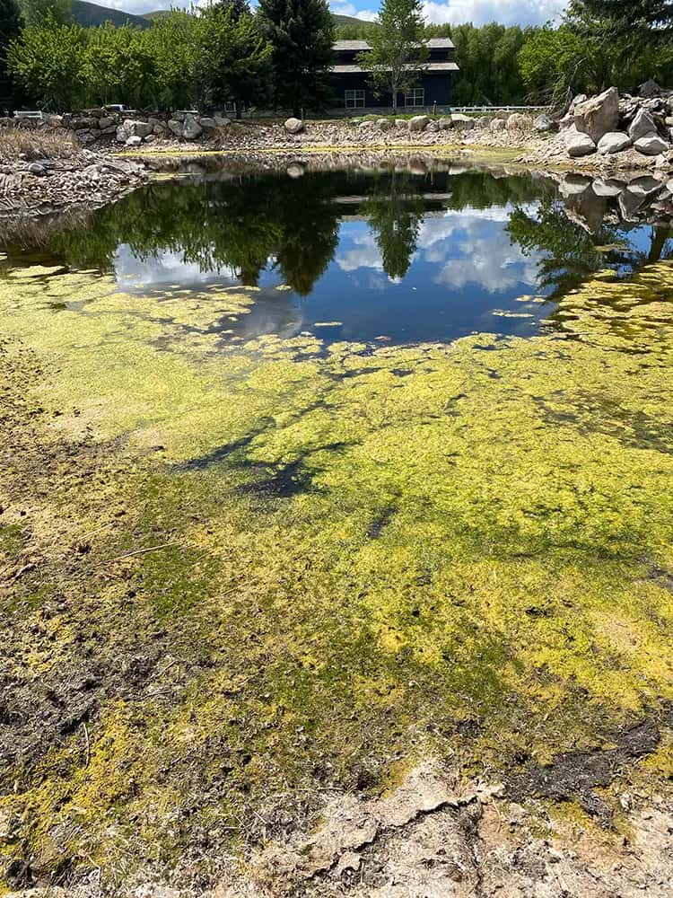 Before: Neglected pond with algae and overgrowth