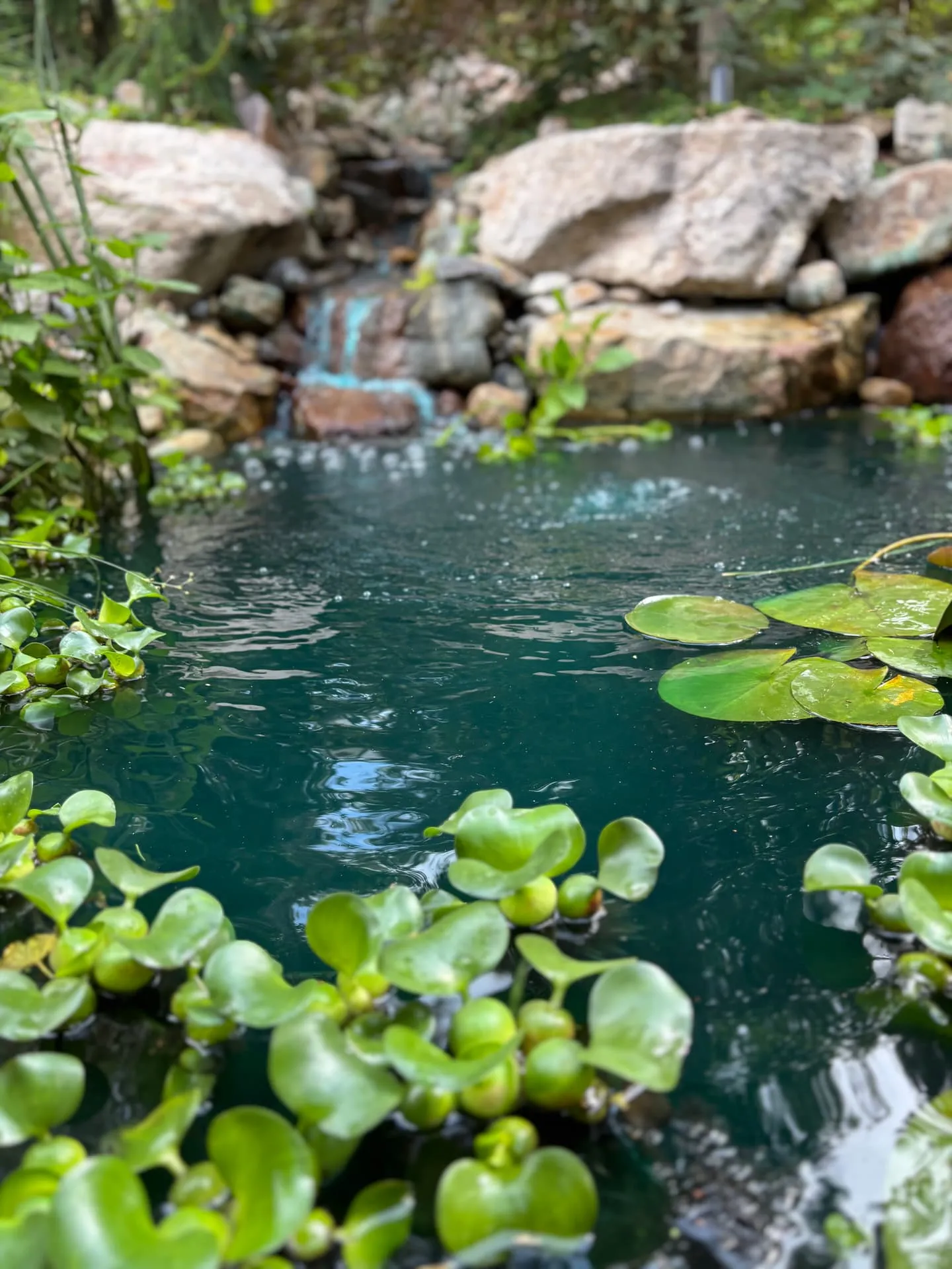Garden pond with lily pads and a rock waterfall