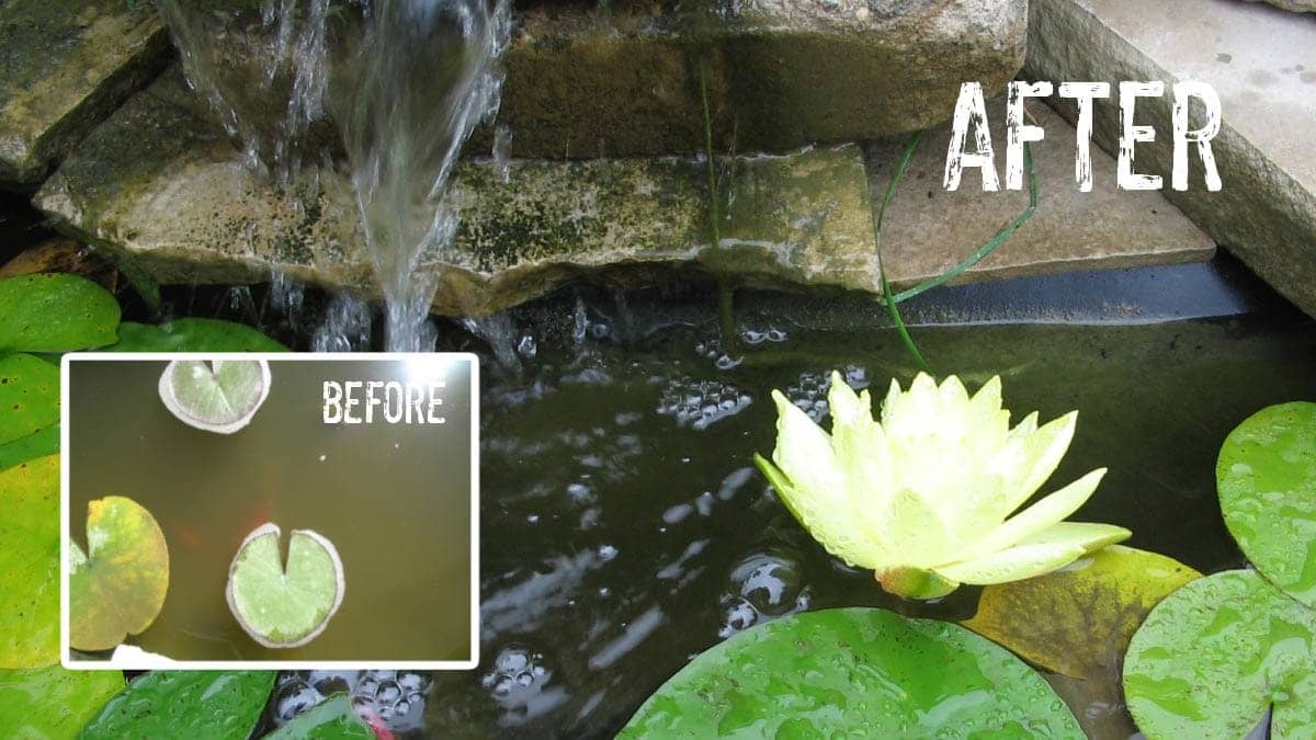 Pond cleaning service Salt Lake City Utah