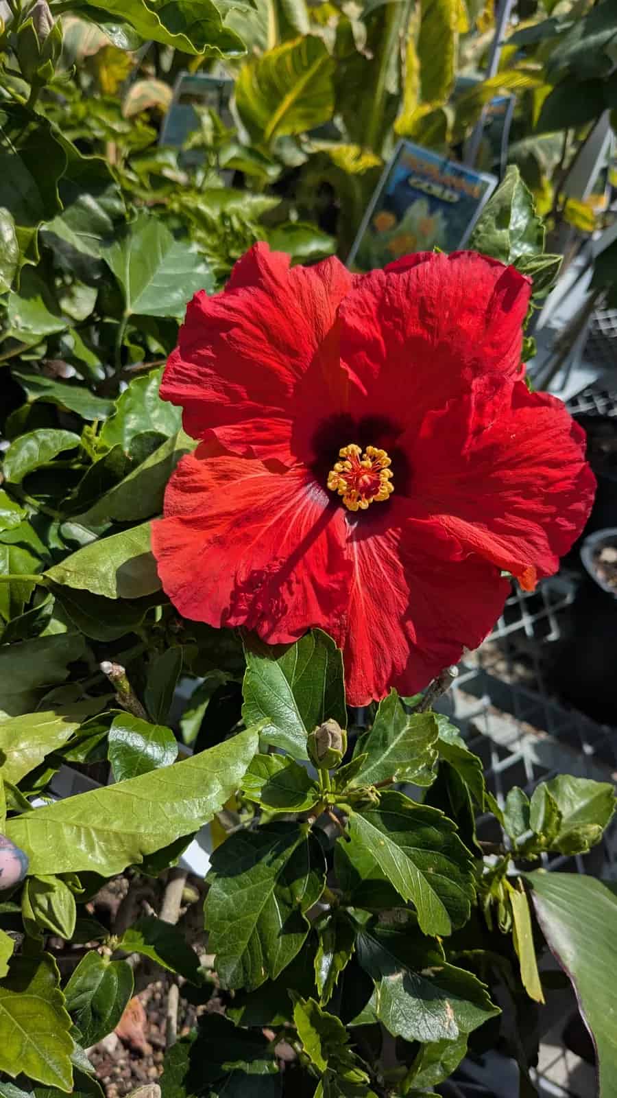 Pond Maintenance in Eagle - Hero background image