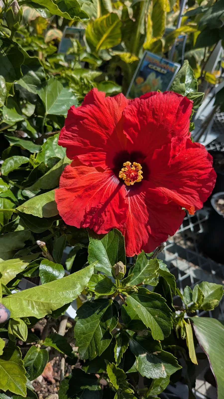 Pond Maintenance in Eagle - Hero background image