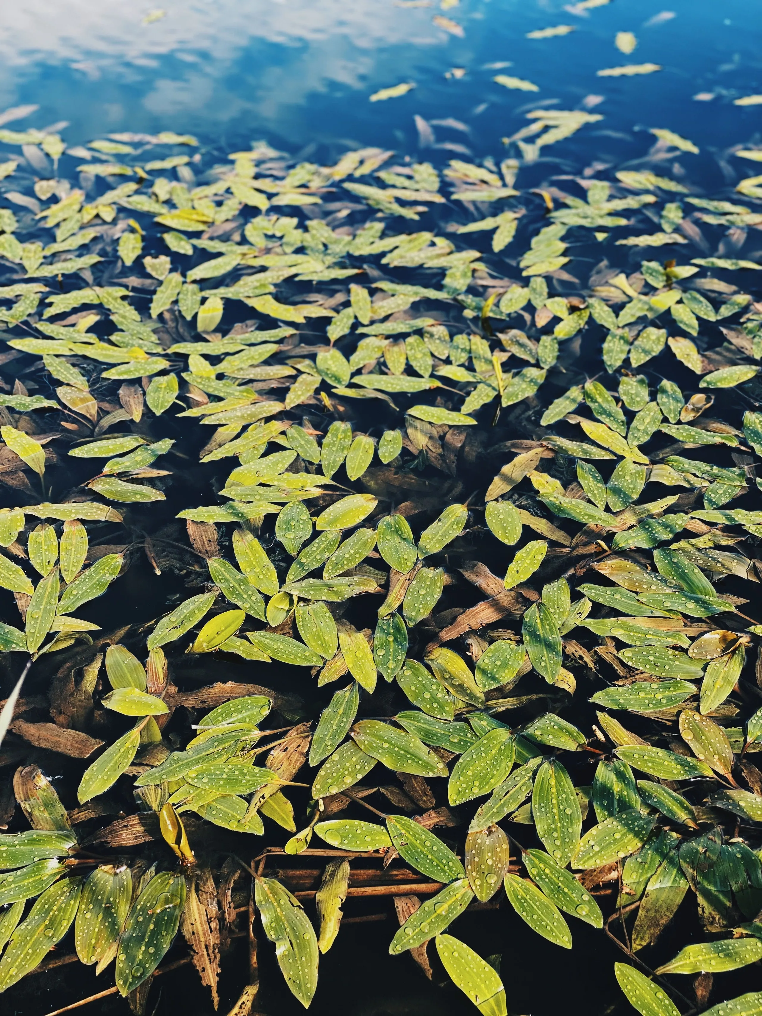 Utah Water Gardens crew removing invasive aquatic vegetation from a pond shoreline