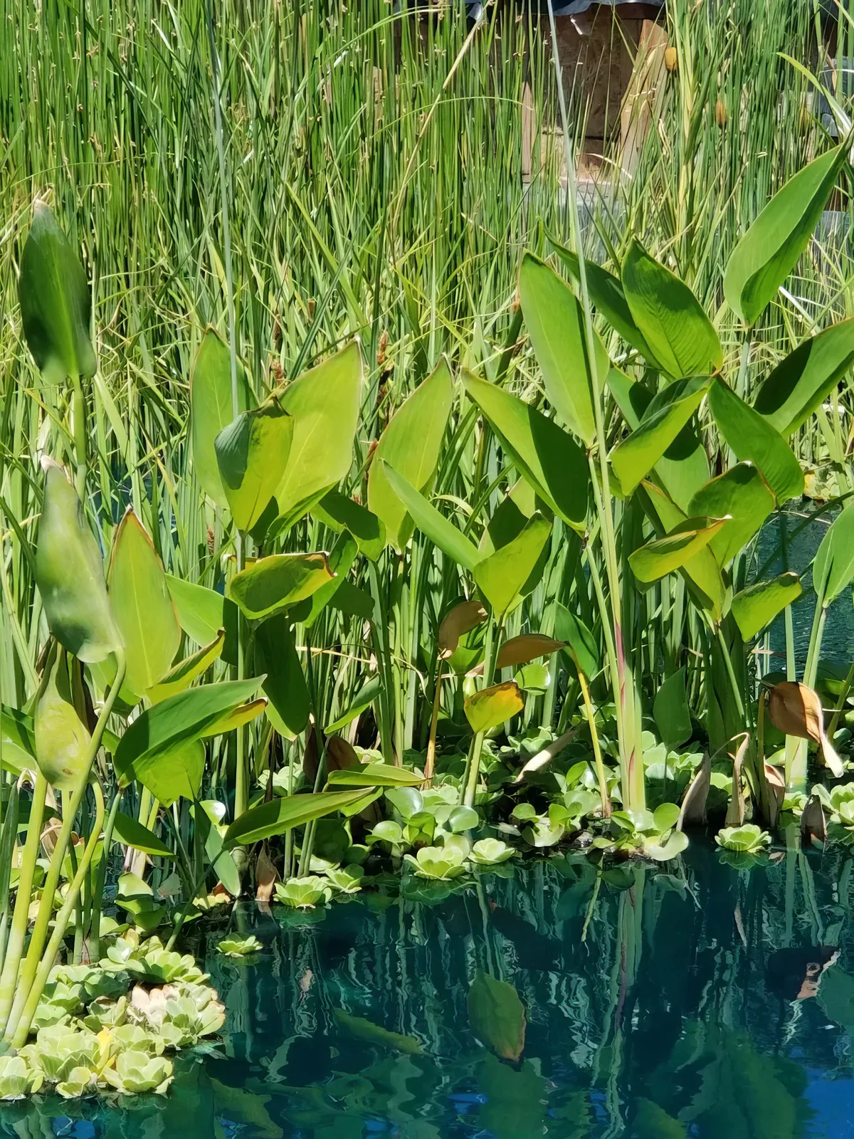 Cattail Water Plants for Utah Ponds: Growing & Care Guide