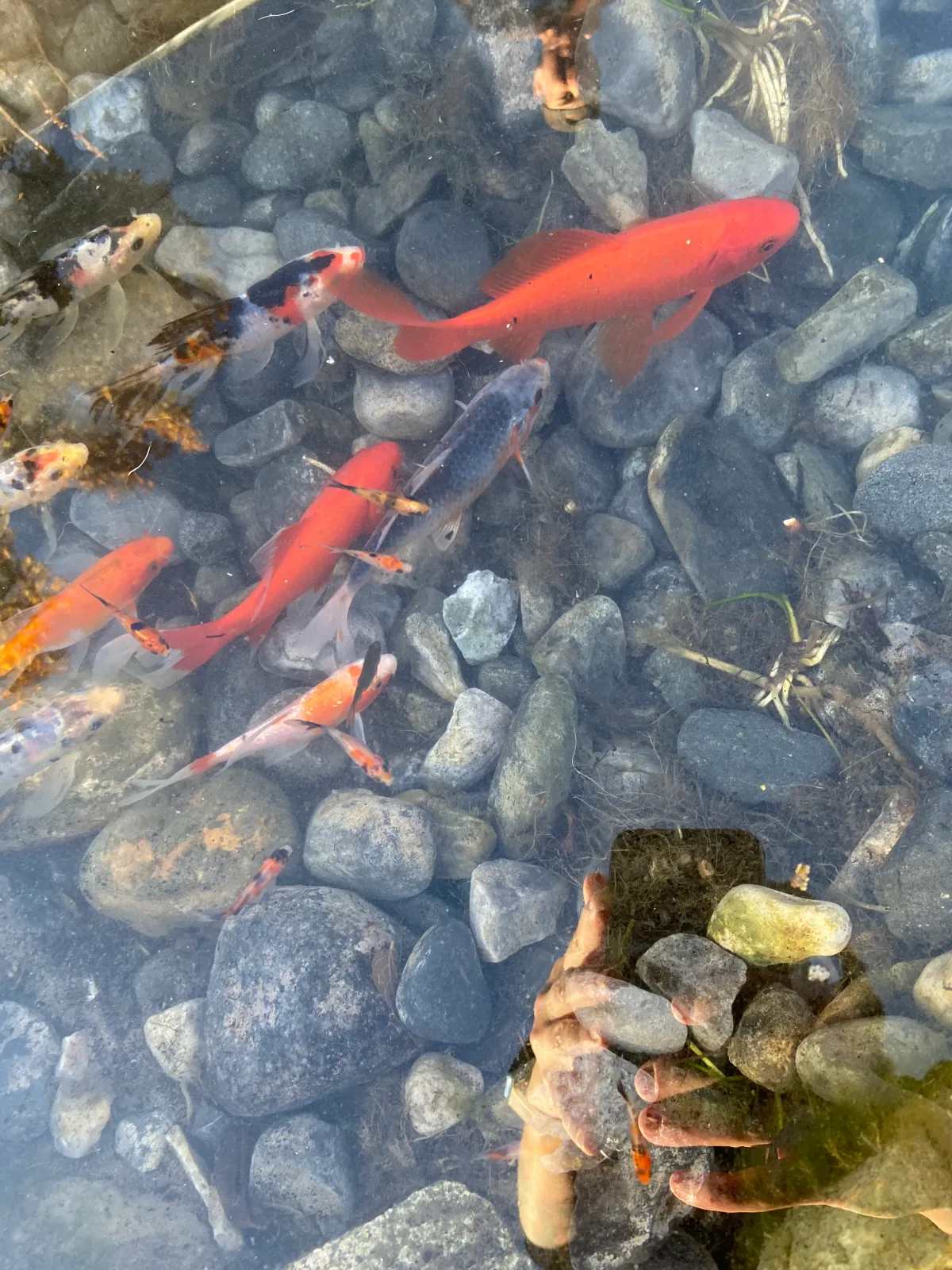 Fish For Sale - Utah Water Gardens