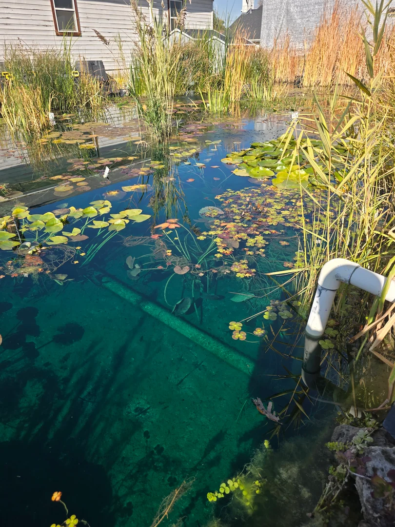 Koi Pond vs. Natural Pond vs. Swimming Pond | Utah Guide - Utah Water Gardens Blog