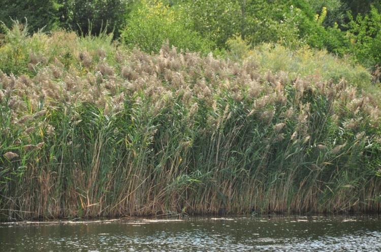 Why Phragmites Is One of the Worst Invasive Plants in Utah