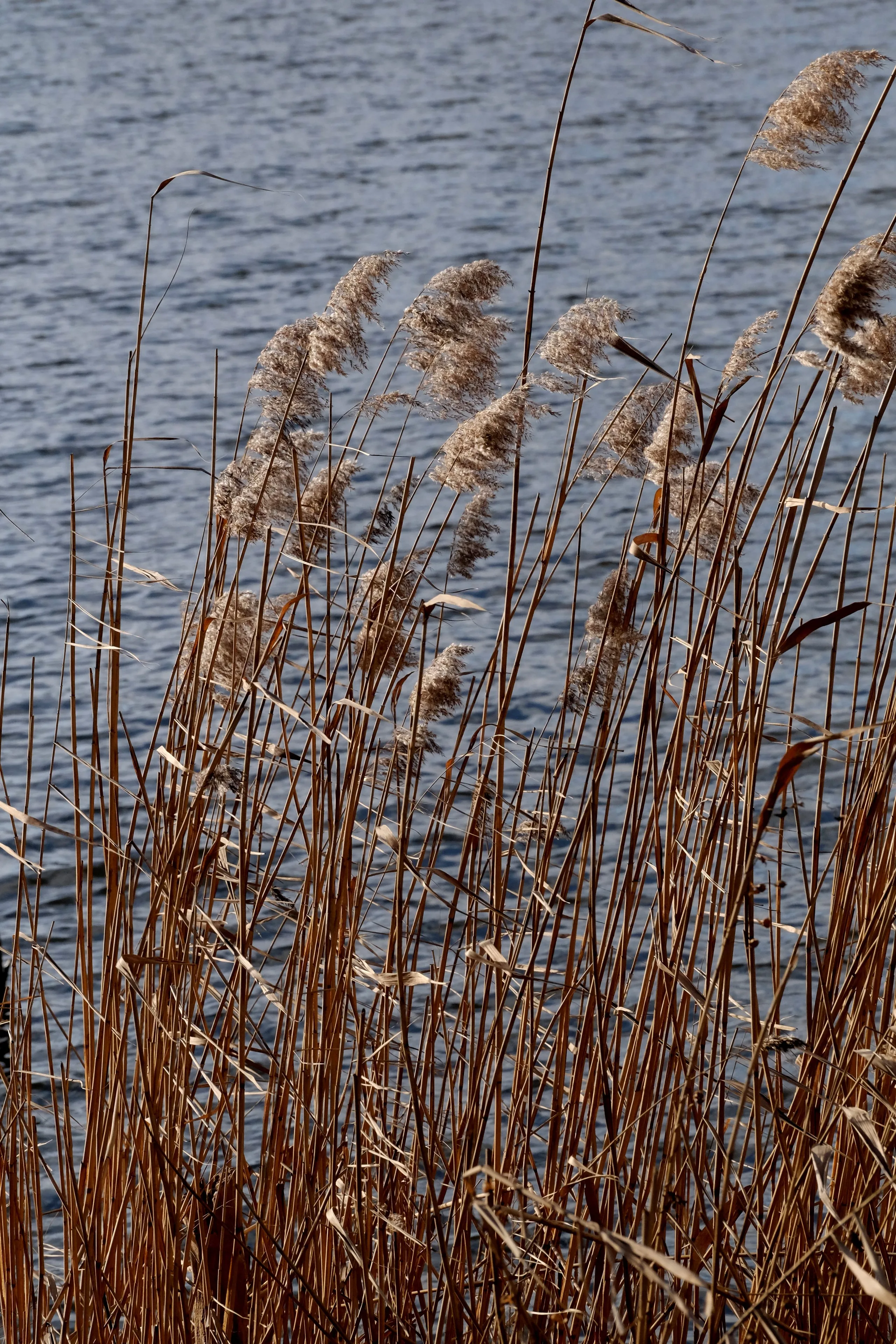 Phragmites & Shoreline Care - Utah Water Gardens