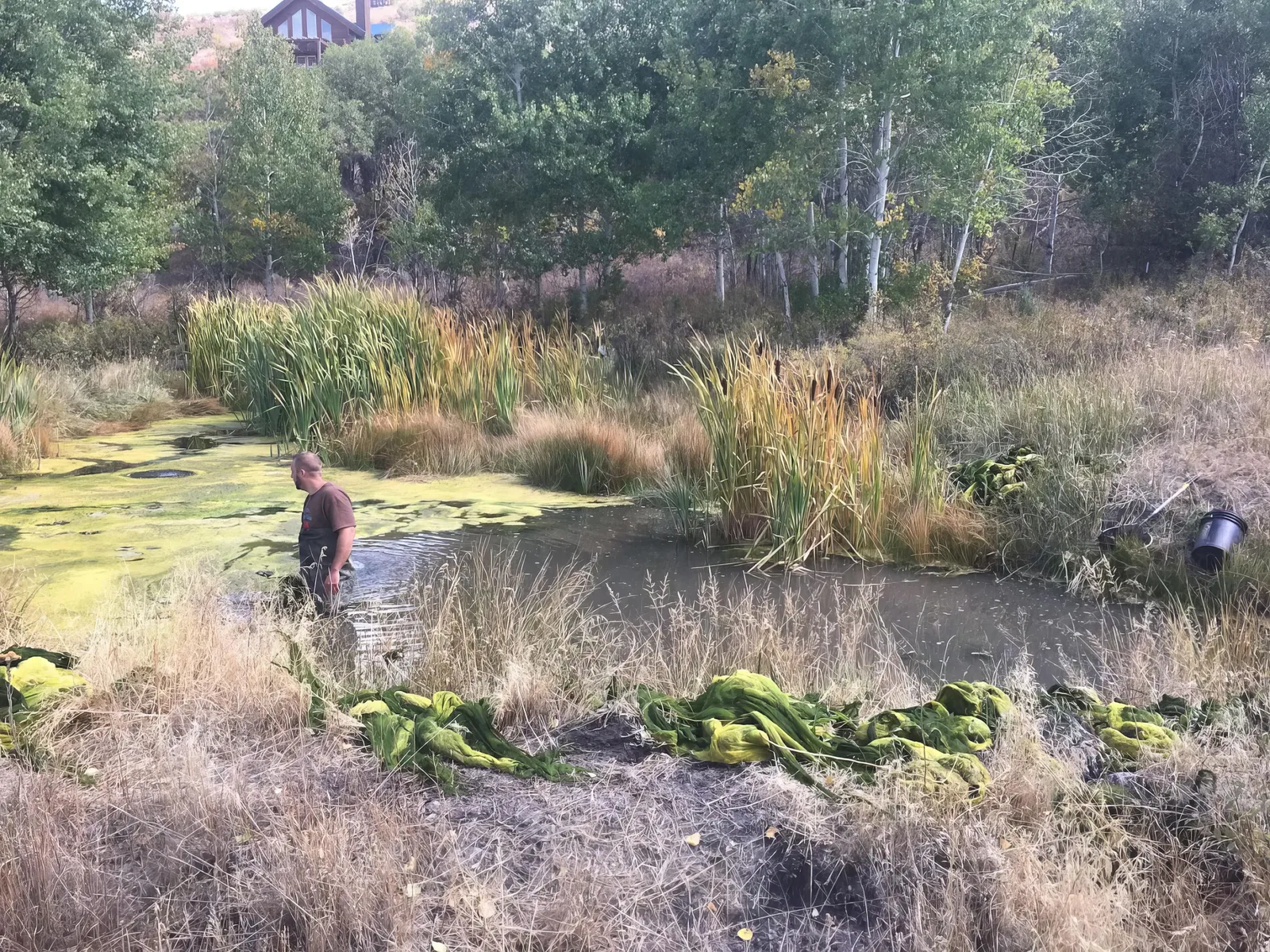 Overgrown pond edge with dense aquatic vegetation prior to removal