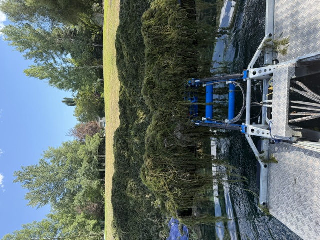 Aquatic harvester carrying removed vegetation toward the shoreline