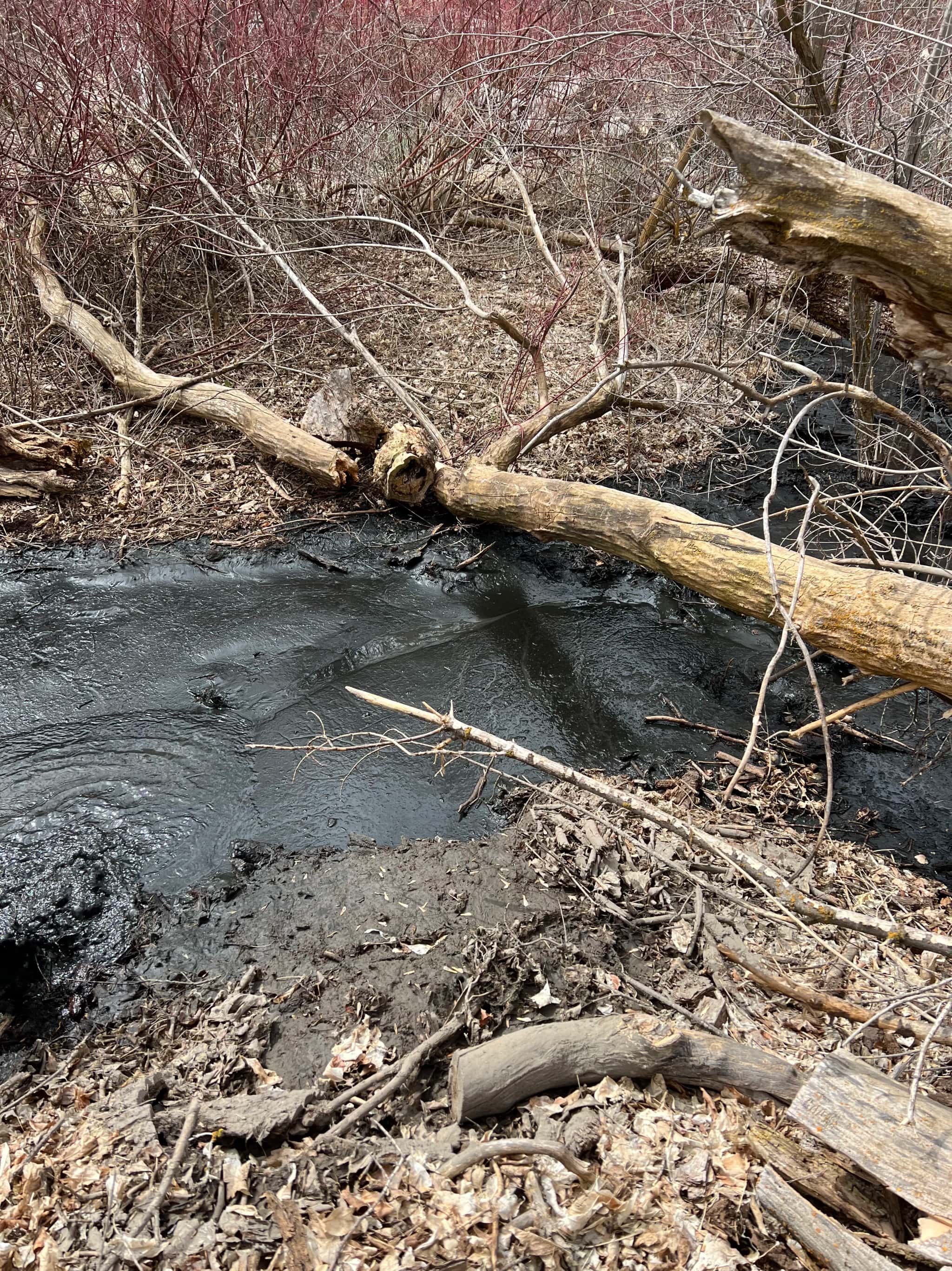 Pond vacuum cleaning in progress with suction removing muck and debris
