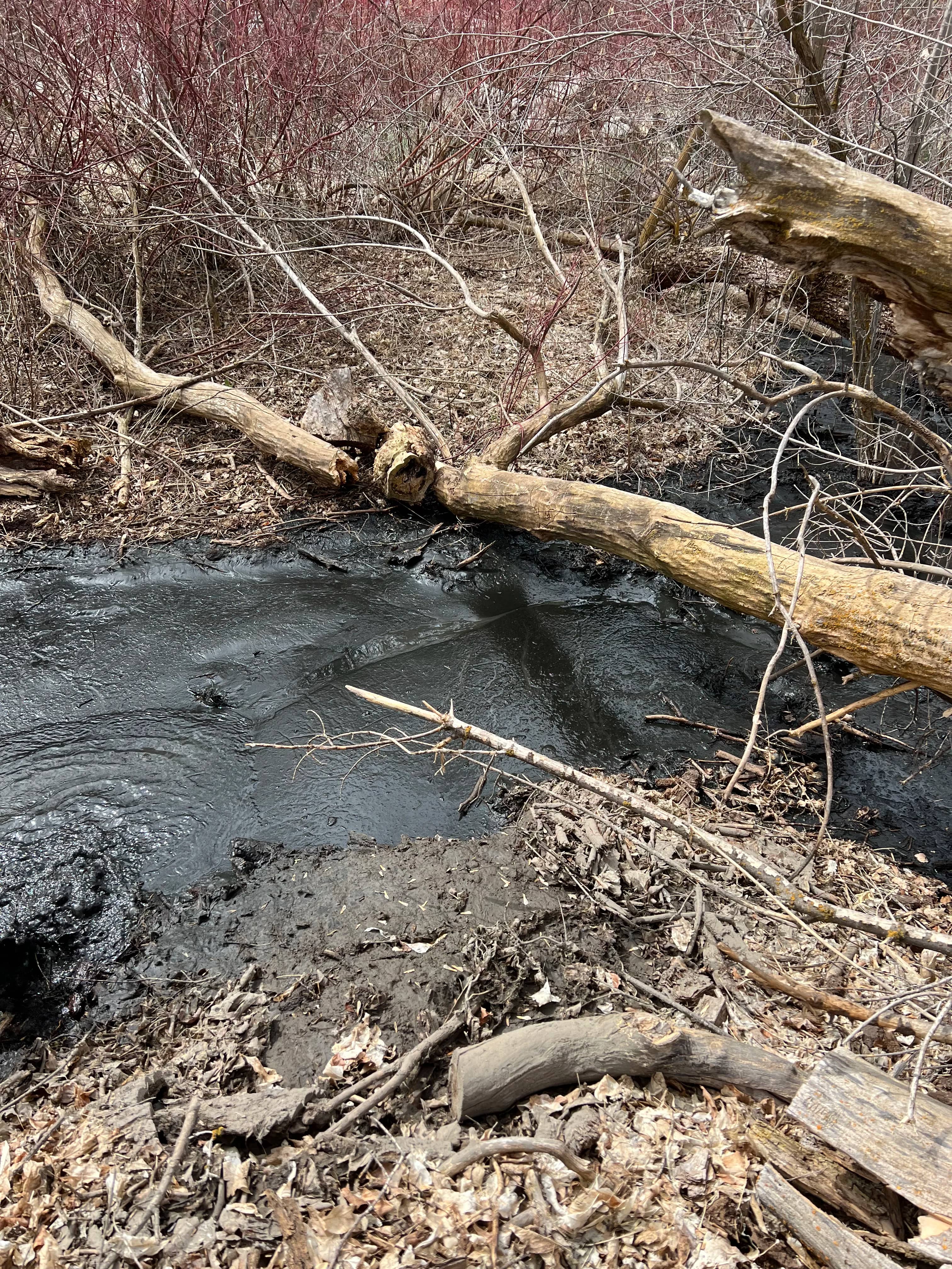 Pond vacuum cleaning in progress with suction removing muck and debris