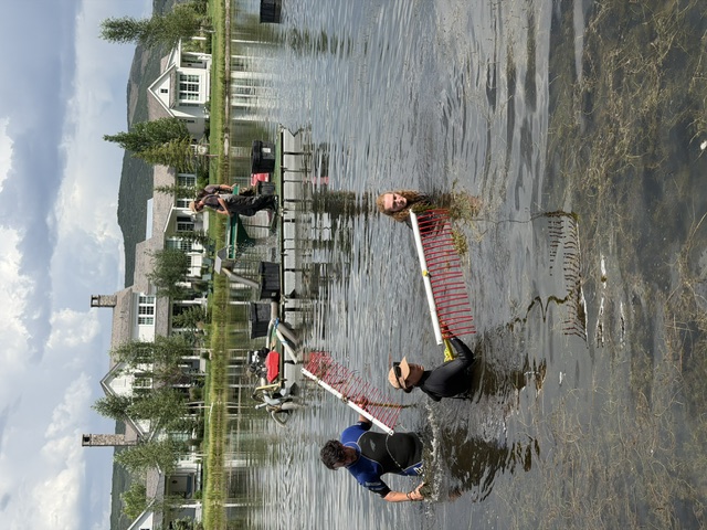 Crew members collecting aquatic weeds with rakes beside a working pontoon