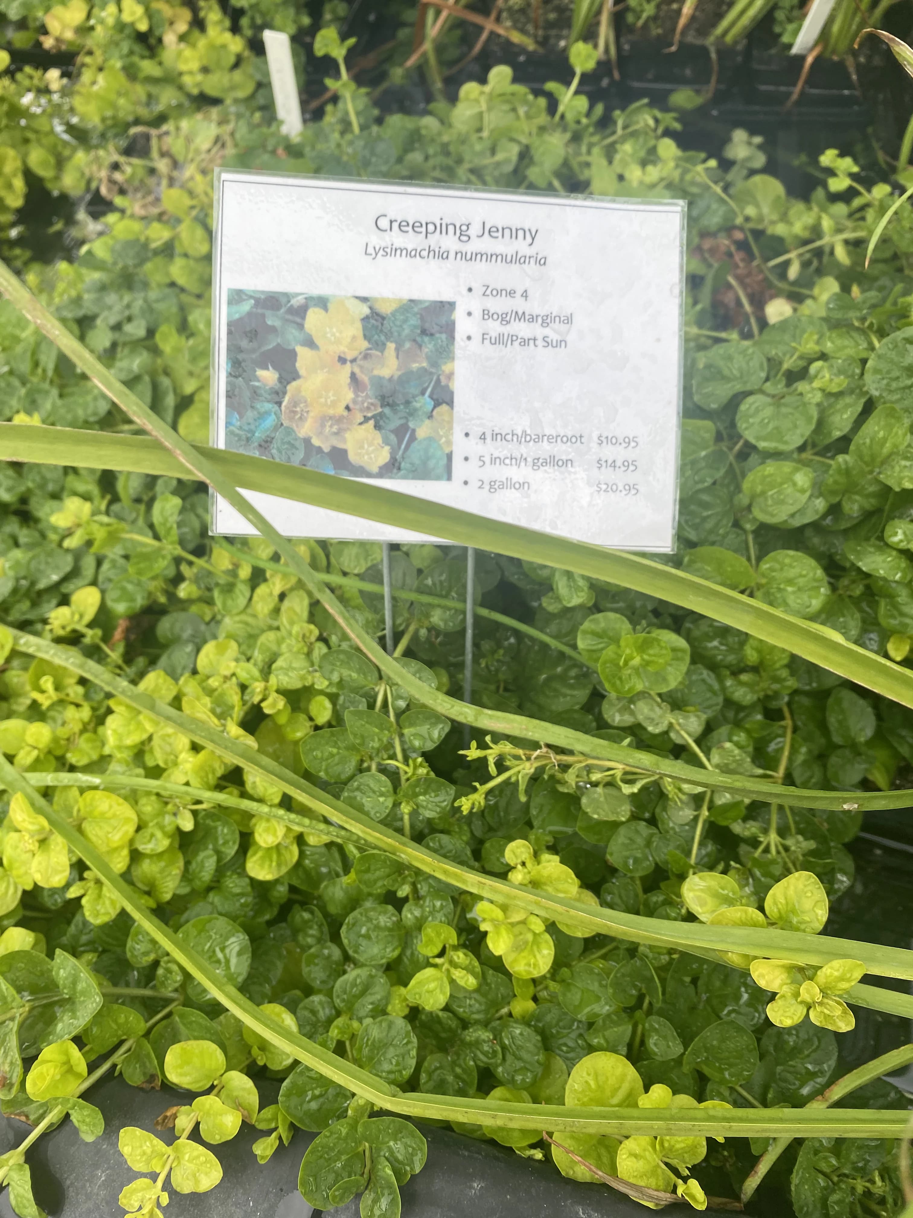 Water Garden Supplies