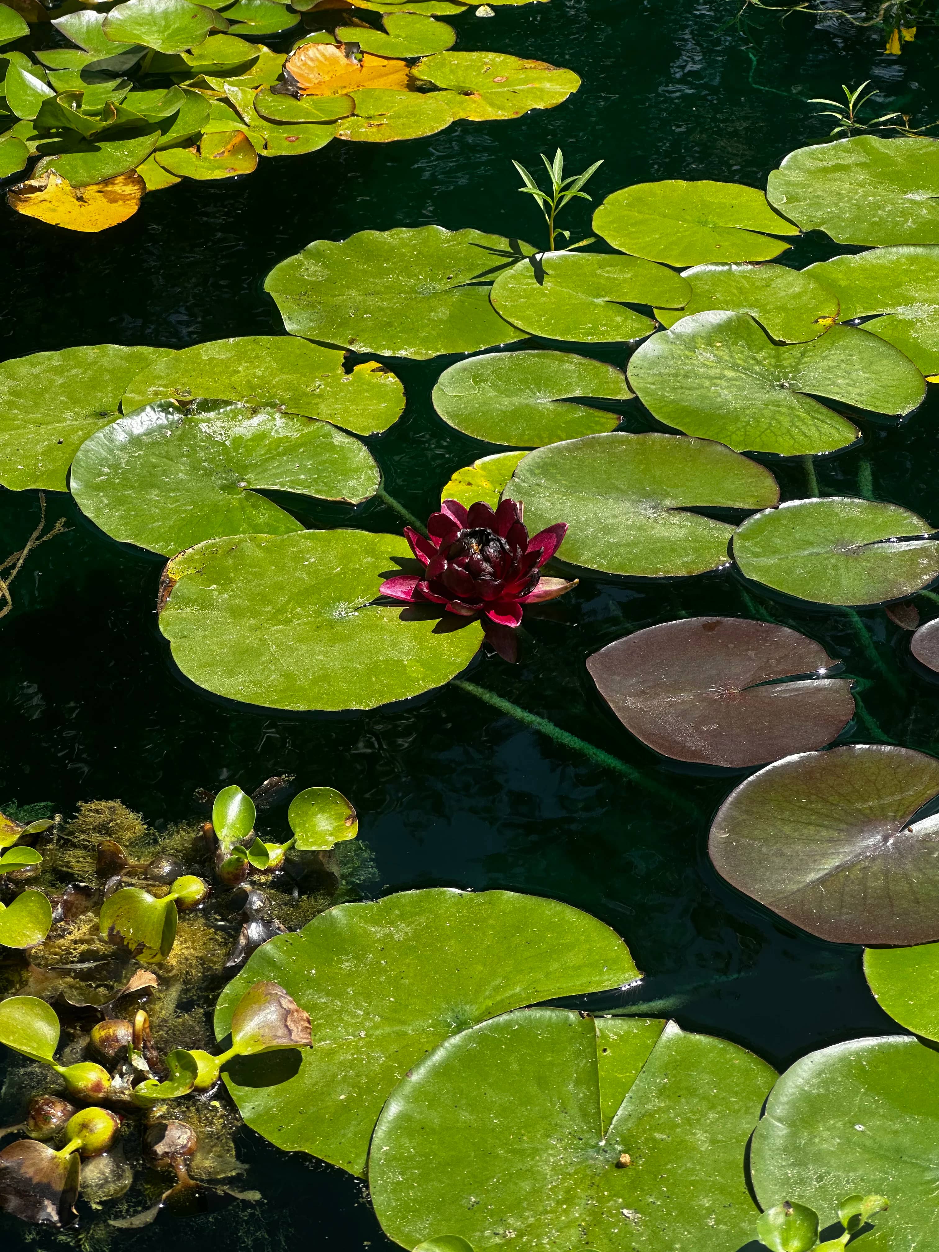 Aquatic Garden Plants