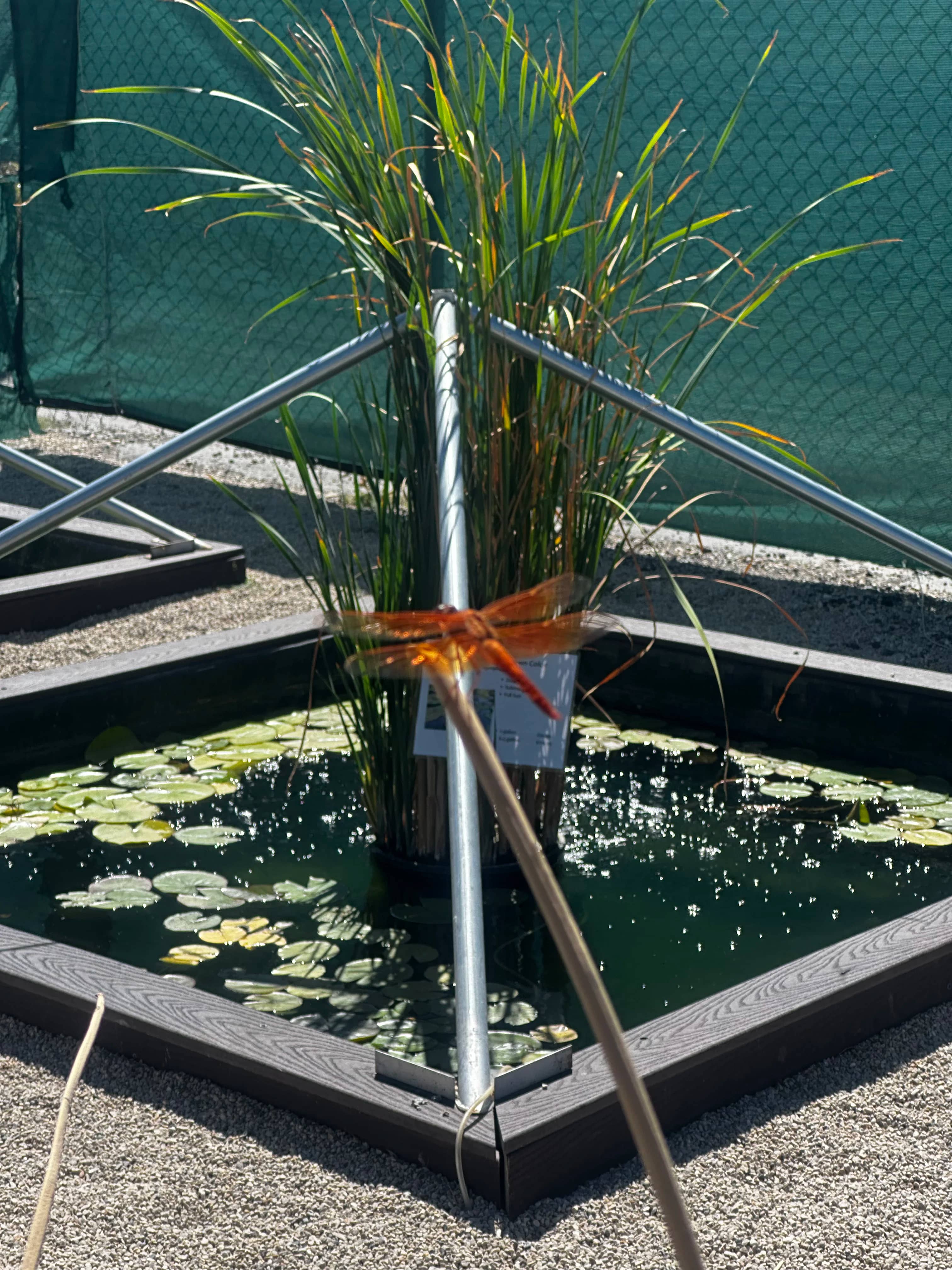 Live aquatic plants and fish at Utah Water Gardens