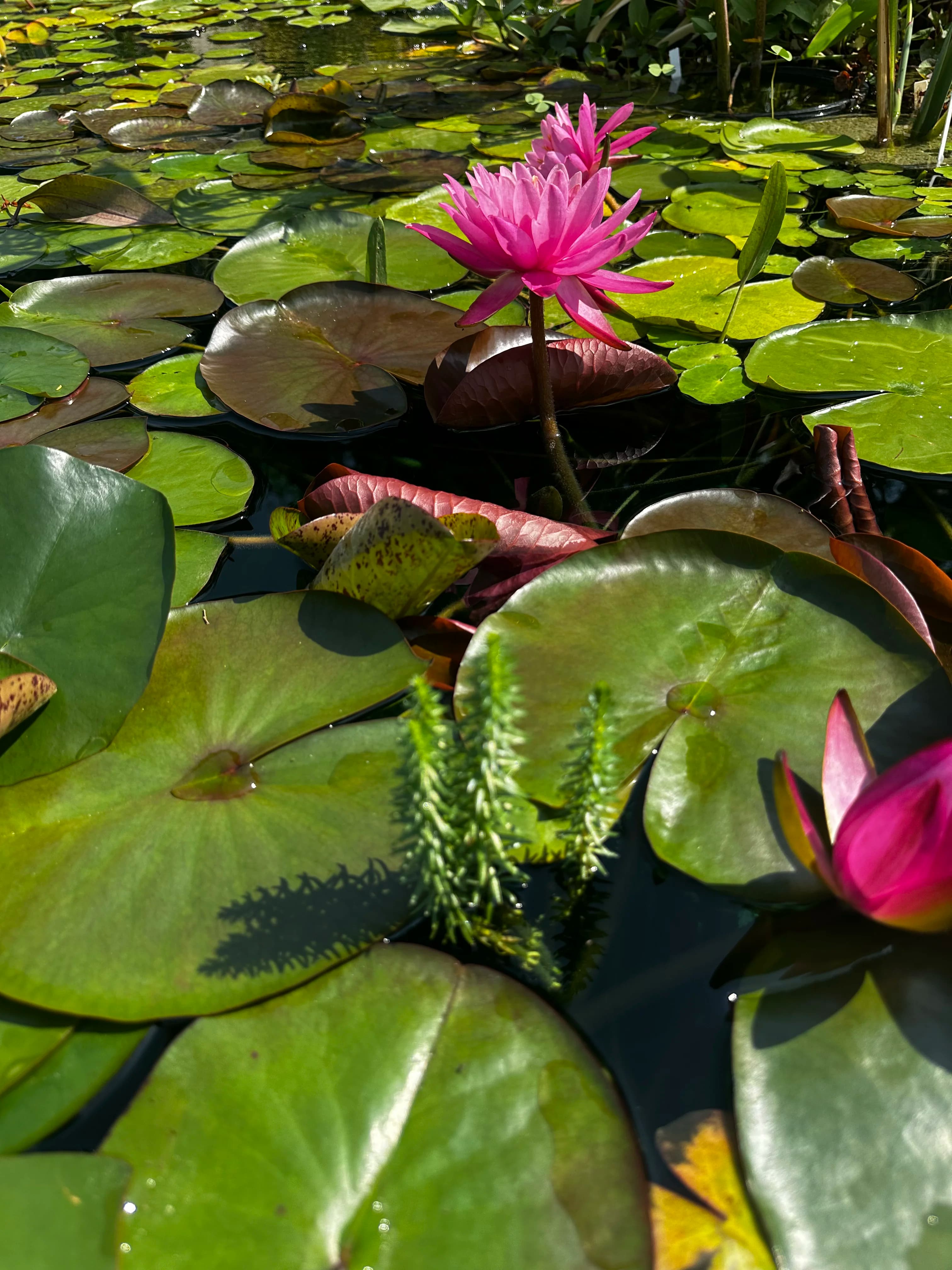 Utah Water Gardens retail store