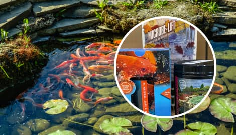 Pond supplies and equipment for DIY pond care