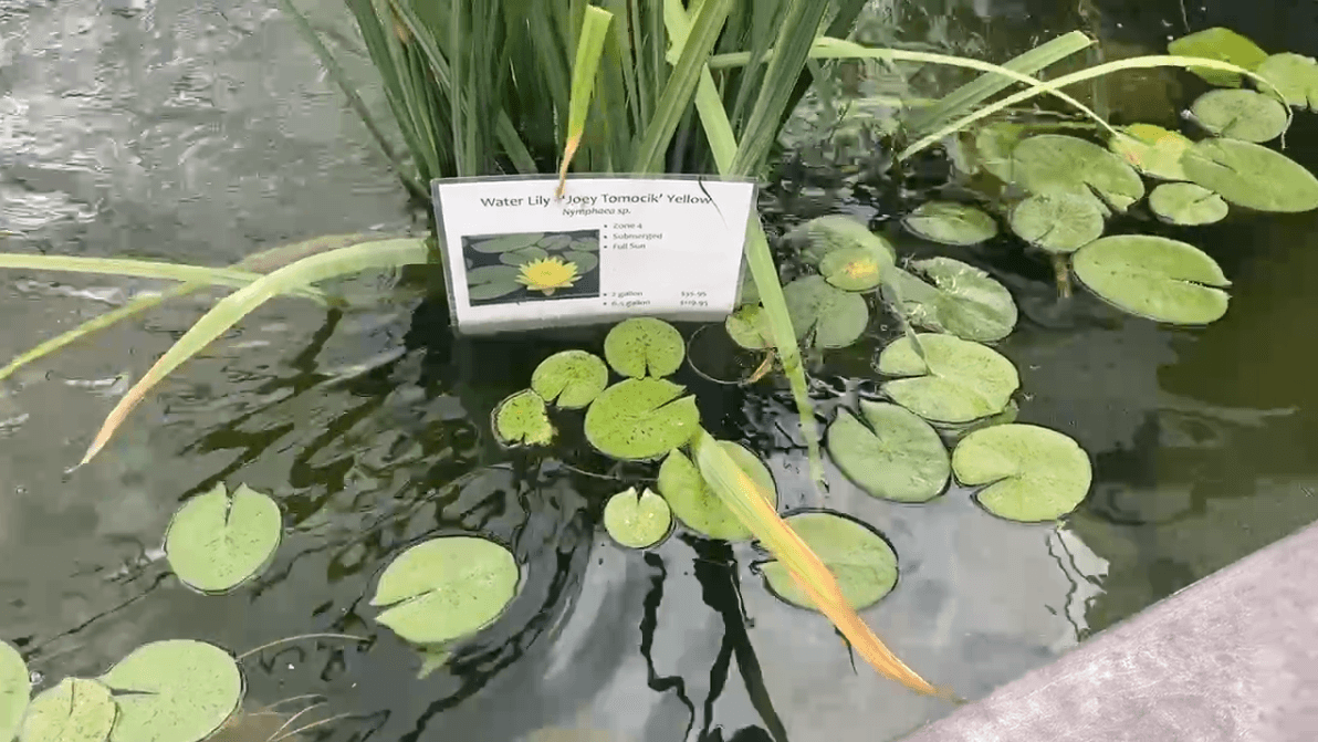 Aquatic Plants