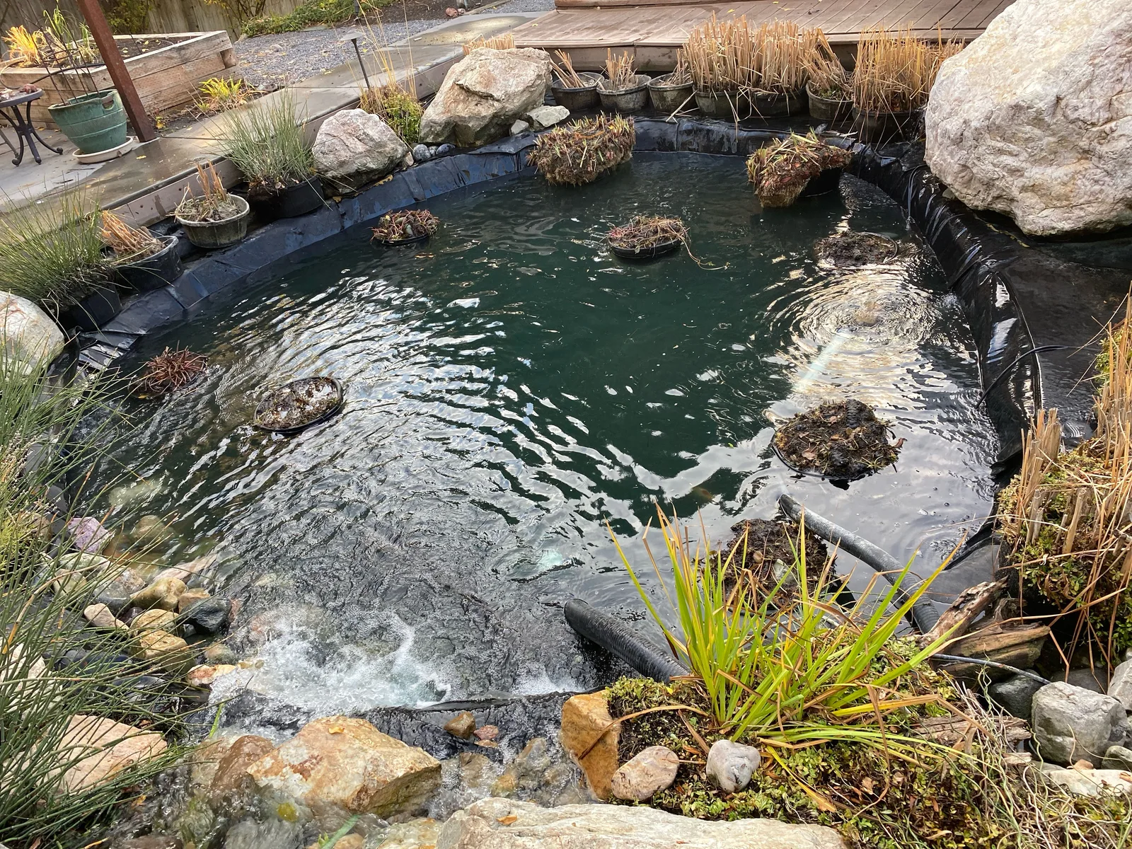 Garden pond with natural rock edging and surrounding plants