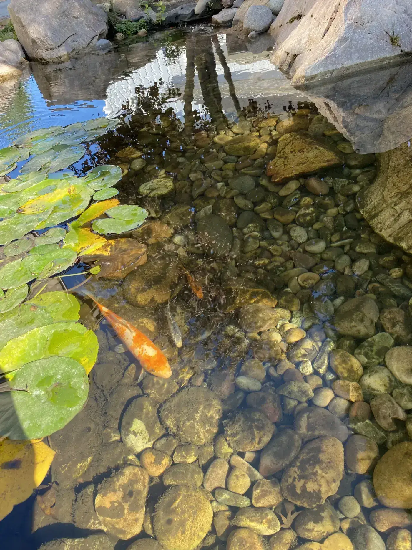 Fish-safe pond cleaning with koi and pond fish handled carefully