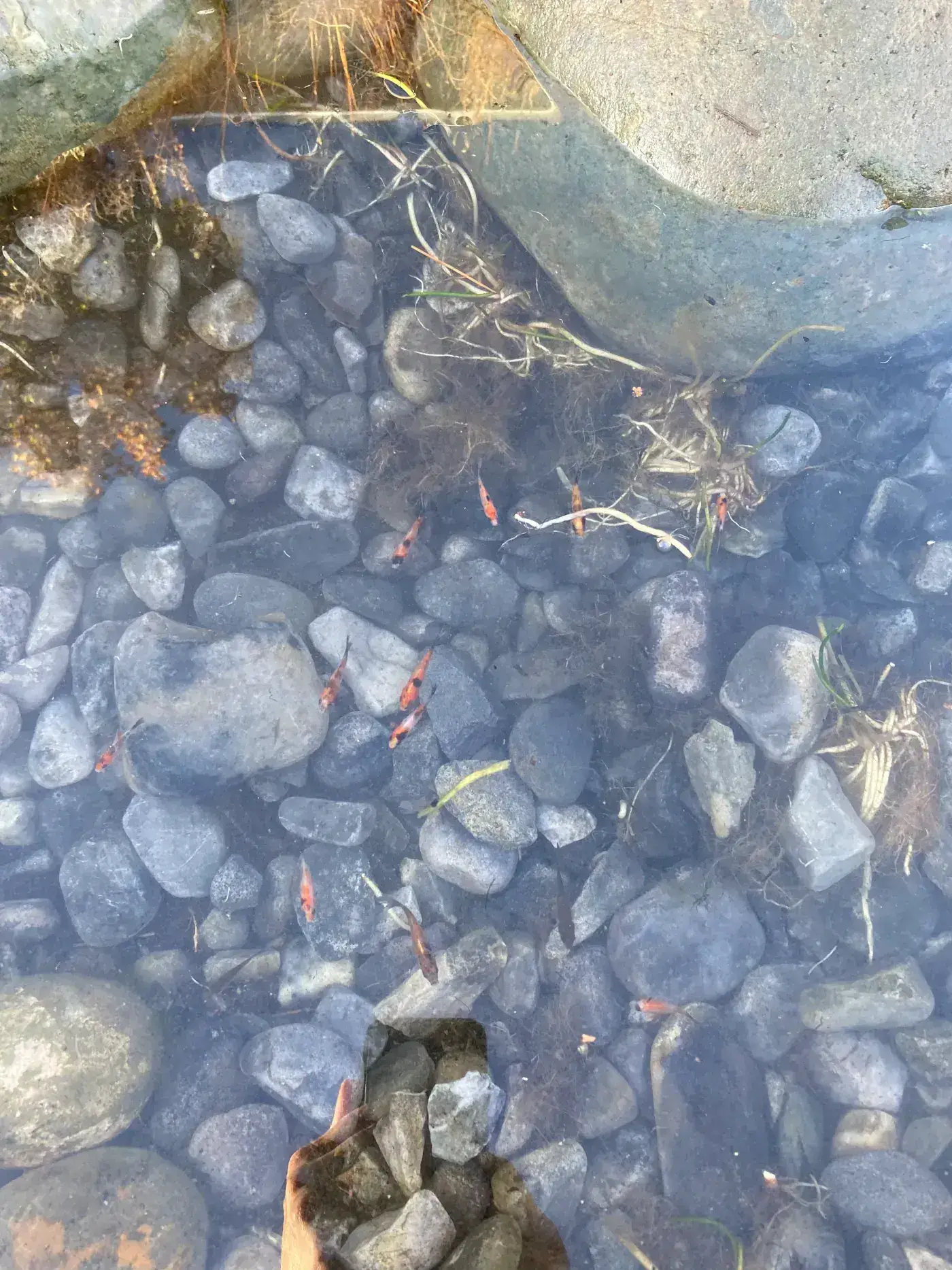 How a Professional Koi Pond Is Built | Utah Water Gardens - Utah Water Gardens Blog
