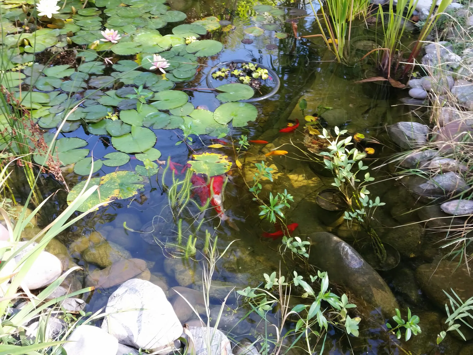 Equipment access restored after vegetation removal