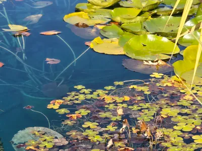Aquatic vegetation removal and shoreline management work