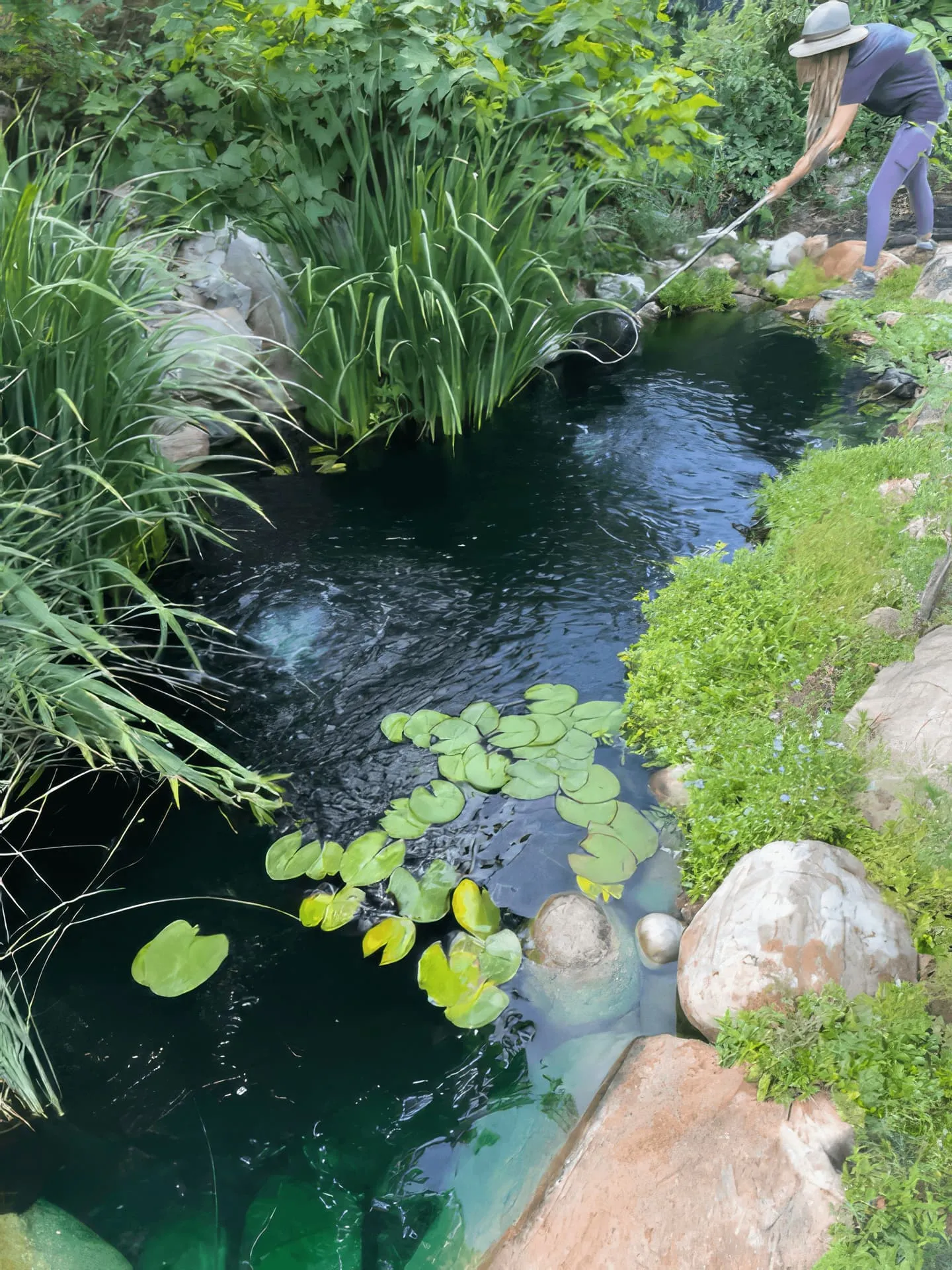 Beneficial bacteria treatments supporting pond health