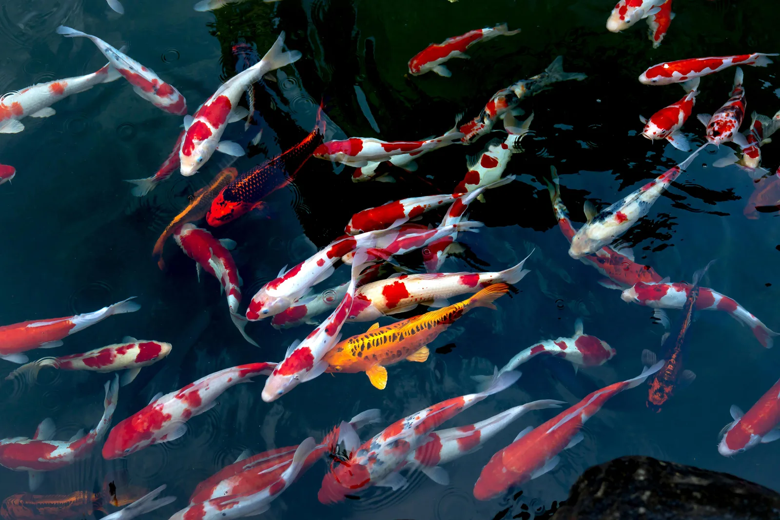Beautiful koi pond with colorful fish