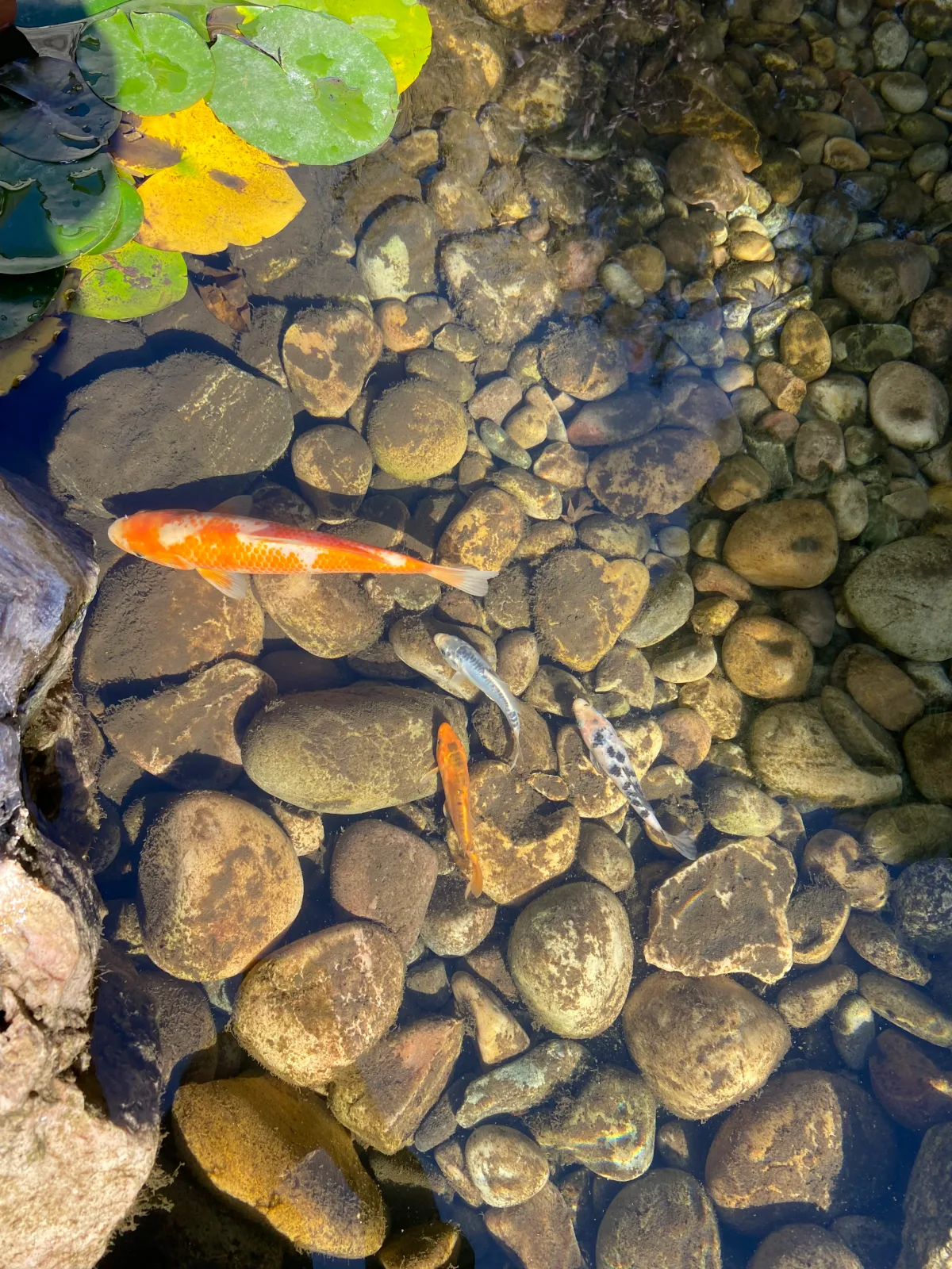 Koi pond care and water quality management