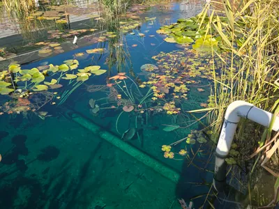 Pond maintenance service keeping water clear