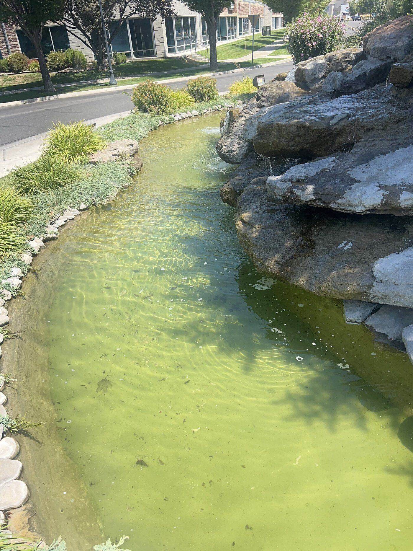 Water testing for pond health
