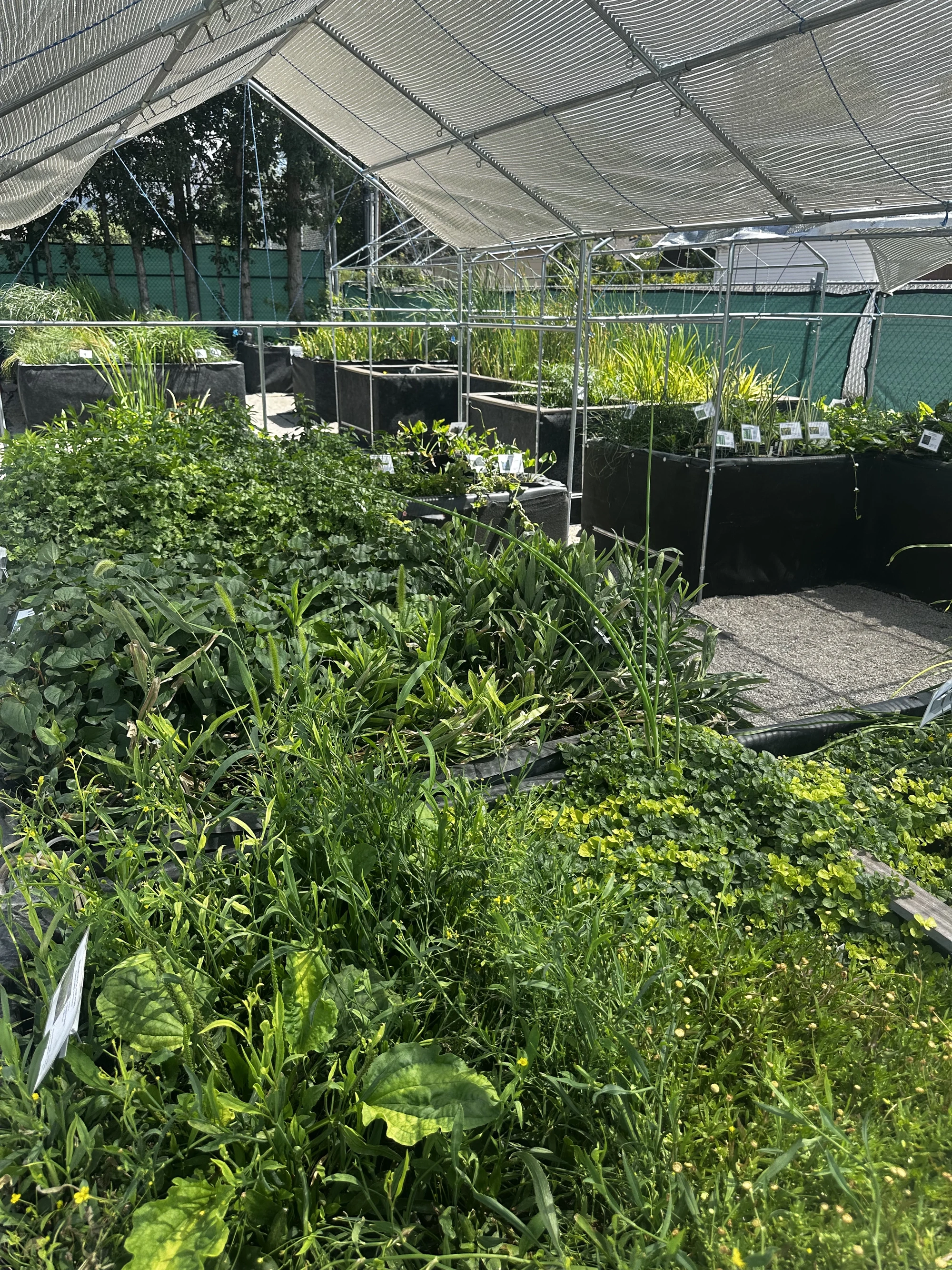 Aquatic plants displayed in nursery tubs beneath a shade canopy