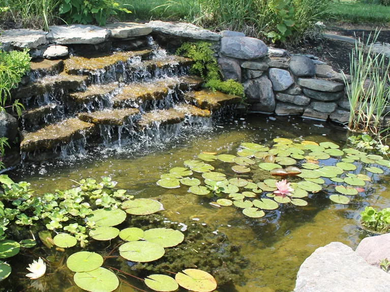 Best Water Garden Kits for Beginners: Complete 2025 Buying Guide