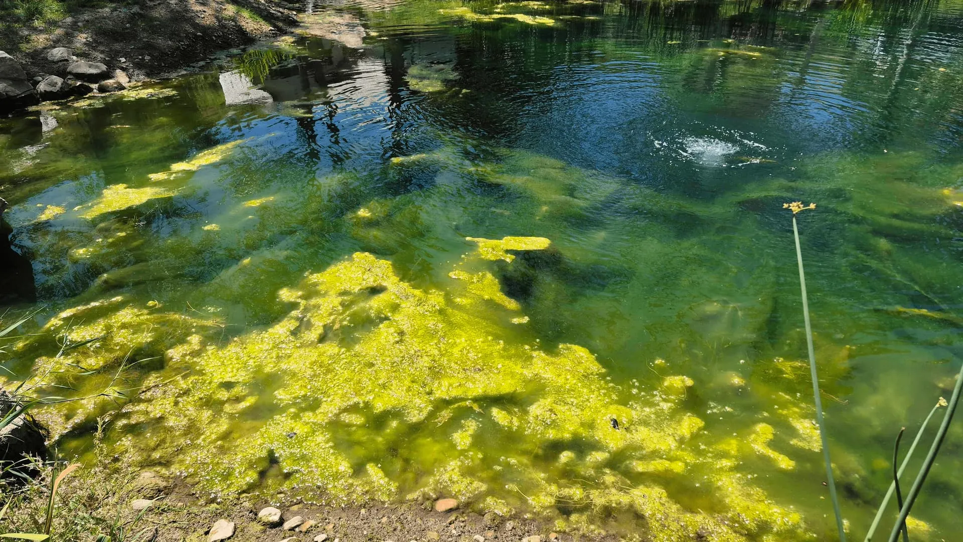 Debris and vegetation removal from a pond surface