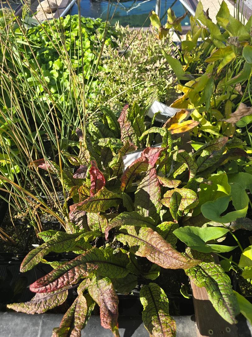 Winter maintenance visit with aeration running in a Millcreek backyard pond