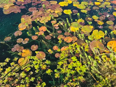 Salt Lake City backyard pond with sandstone coping and mountain view