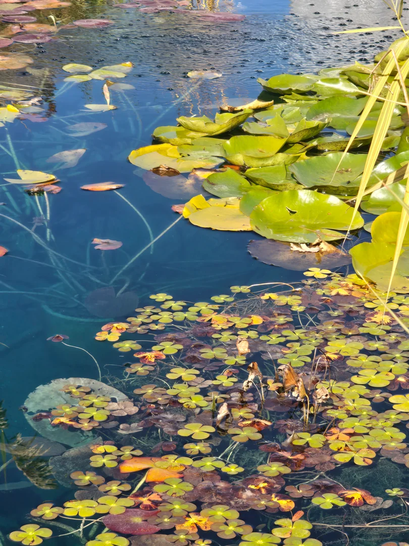Technician vacuuming a koi pond near Liberty Park in Salt Lake City