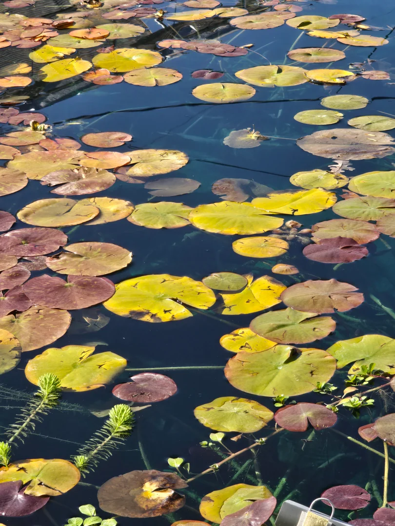 Clean koi pond with LED lighting reflected on a Salt Lake City patio